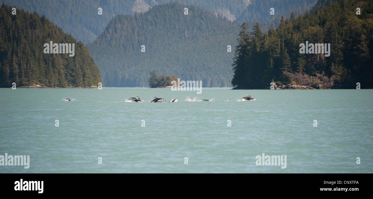 Pacific white-sided dolphins in British Columbia Stock Photo