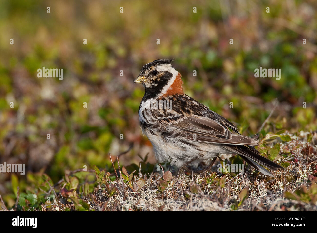 Lapland bunting calcarius lapponicus hi-res stock photography and ...