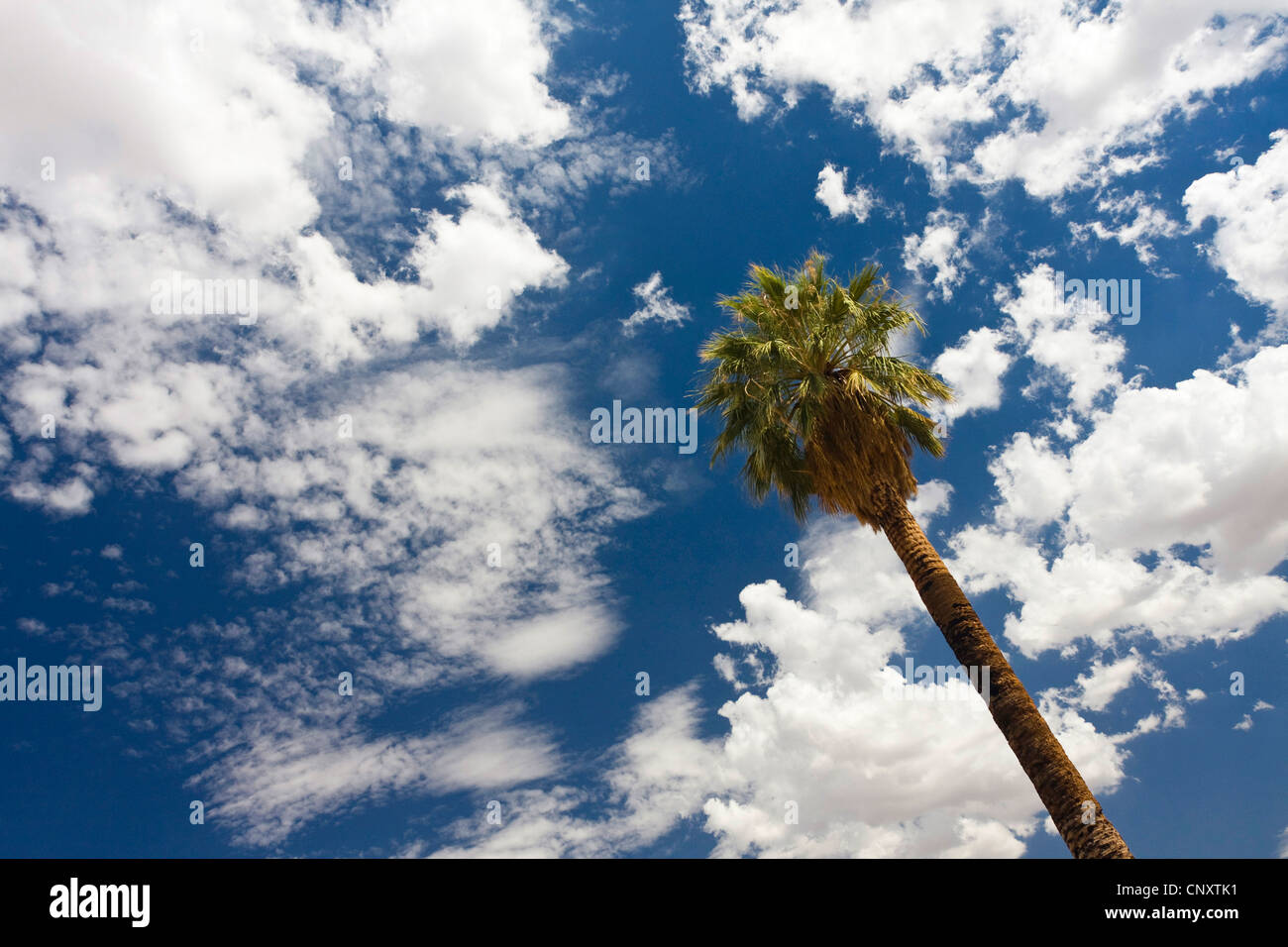 California fan palm, Petticoat Palm (Washingtonia filifera), palm against cloudy sky, USA, California, Mojave, Joshua Tree National Park Stock Photo