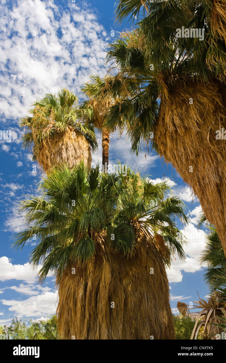 California fan palm, Petticoat Palm (Washingtonia filifera), large individuals with lot of withered leaves, USA, California, Mojave, Joshua Tree National Park Stock Photo