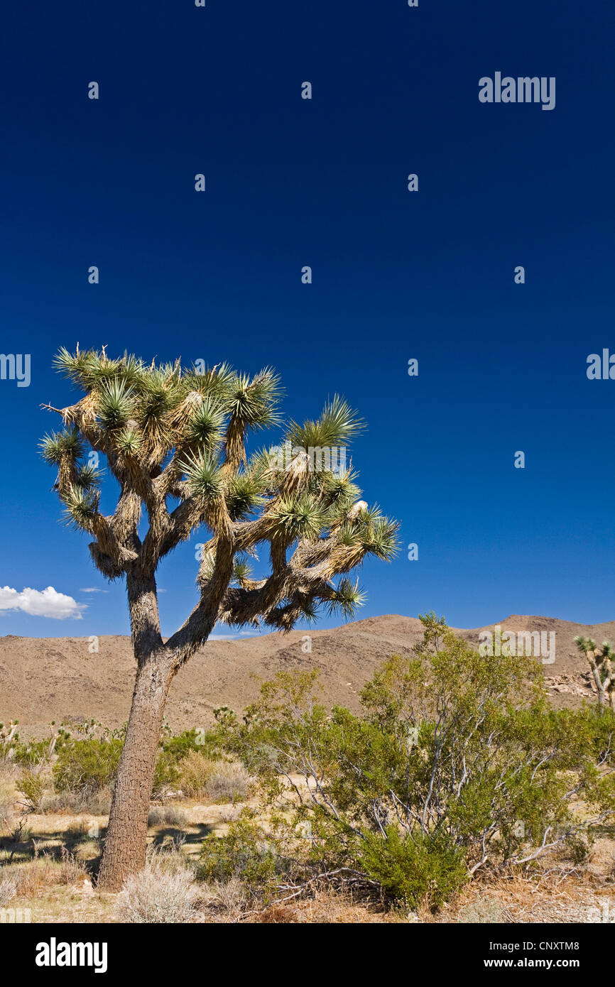 joshua tree (Yucca brevifolia), Joshua Tree in semidesert, USA