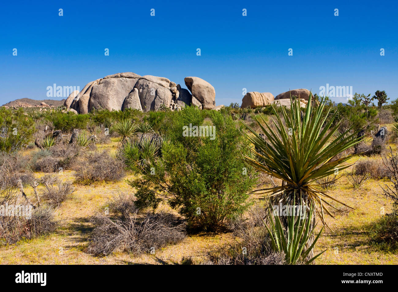 Mohave Yucca (Yucca schidigera), ub bushland, granite rocks in the background, USA, California, Mojave, Joshua Tree National Park Stock Photo