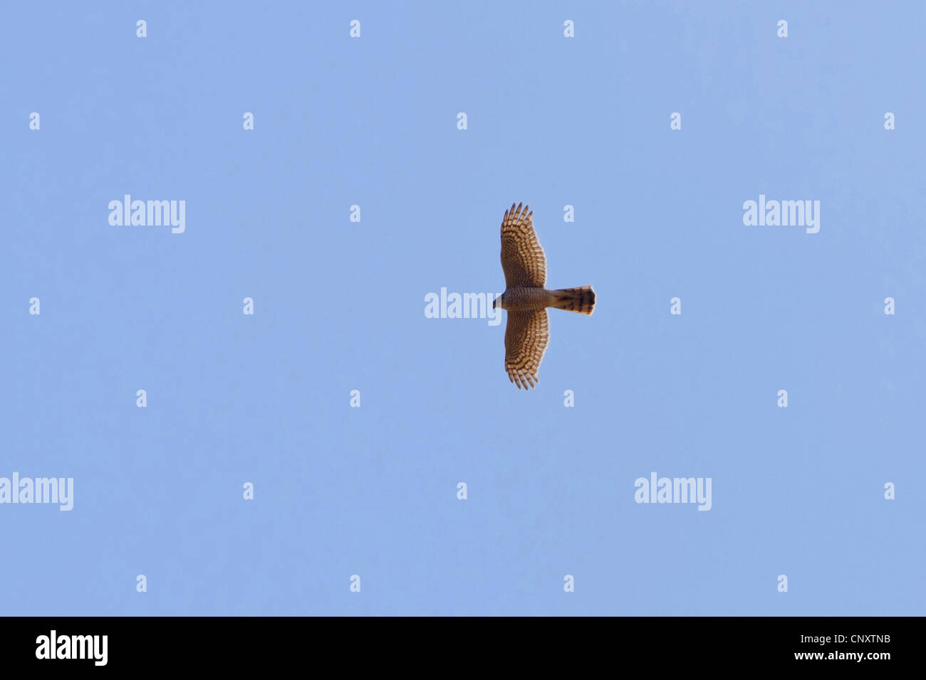 northern goshawk (Accipiter gentilis), flying, Turkey, Nigde, Aladaglar, Demirkazik Stock Photo