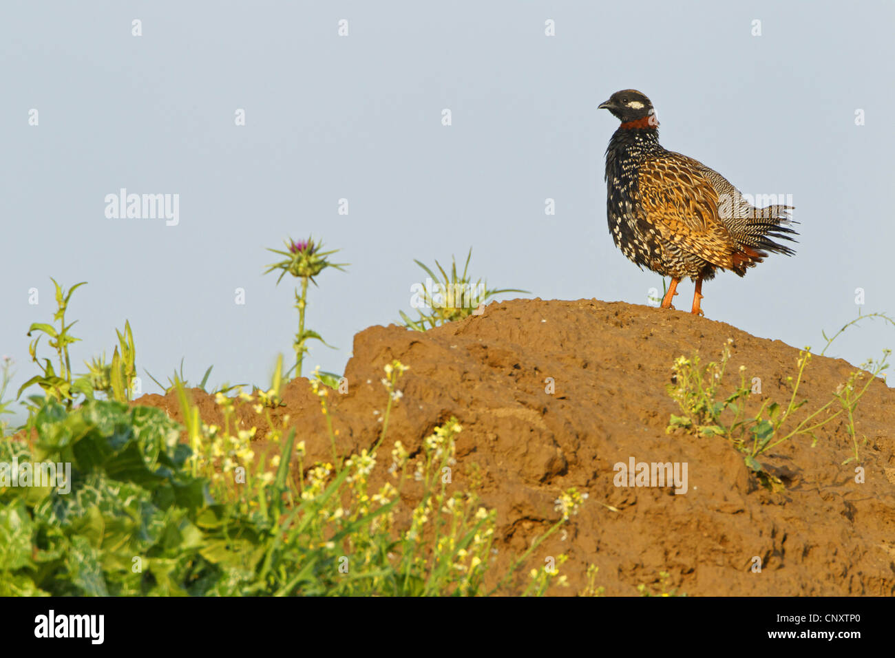 black partridge (Francolinus francolinus), sitting on the ground, Turkey, Sanliurfa, Birecik Gravel Pits, Birecik Stock Photo