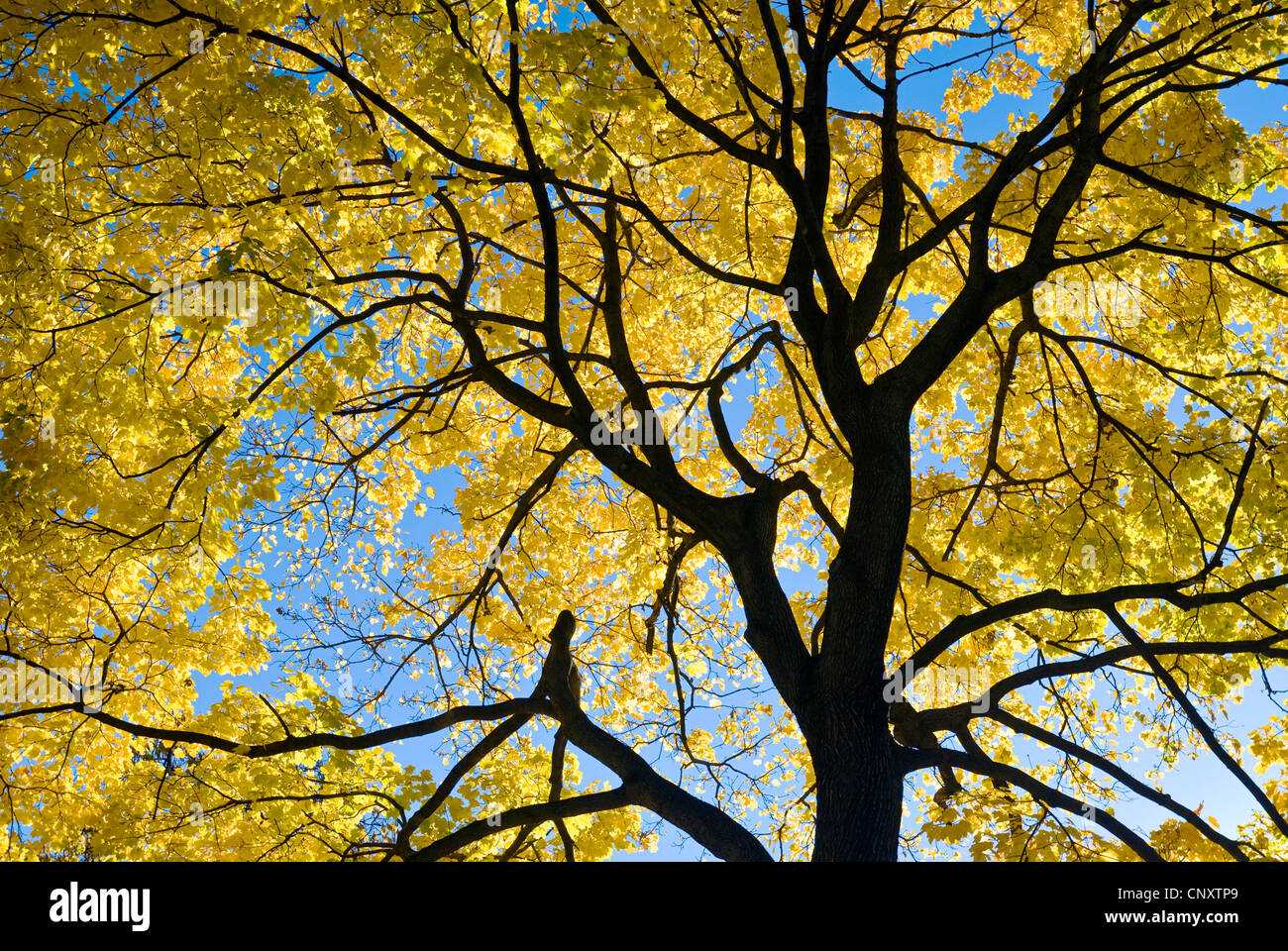 Looking up at tree leaves and autumn foliage in fall season. Stock Photo