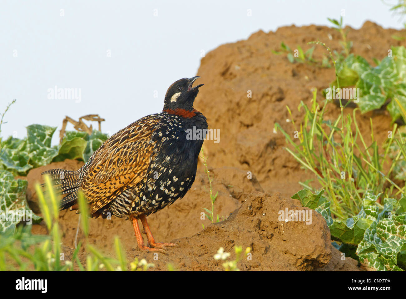 black partridge (Francolinus francolinus), sitting on the ground singing, Turkey, Sanliurfa, Birecik Gravel Pits, Birecik Stock Photo