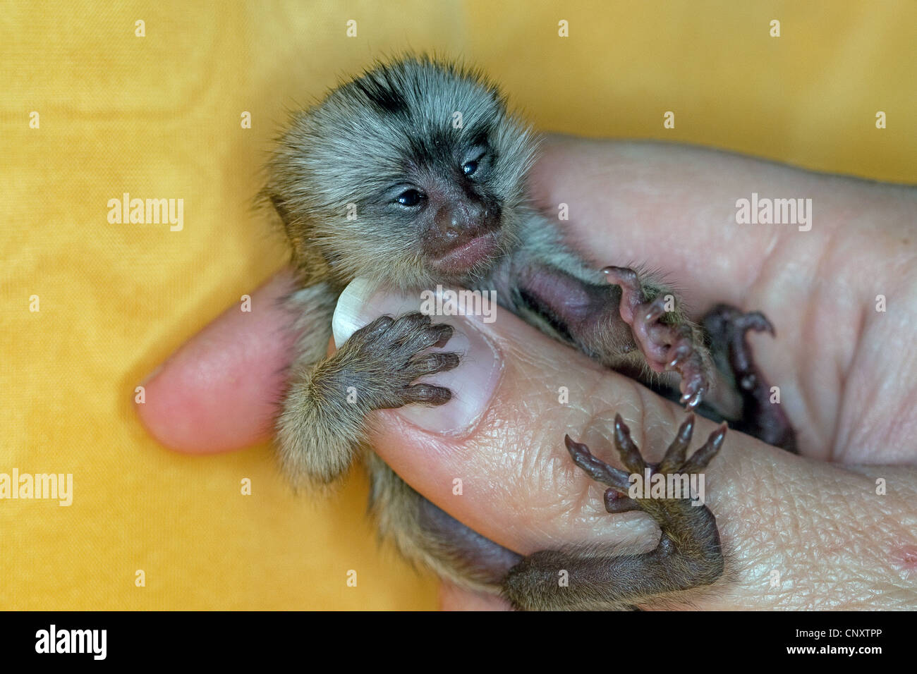 common marmoset (Callithrix jacchus), five-day-old orphan clutching at a finger Stock Photo