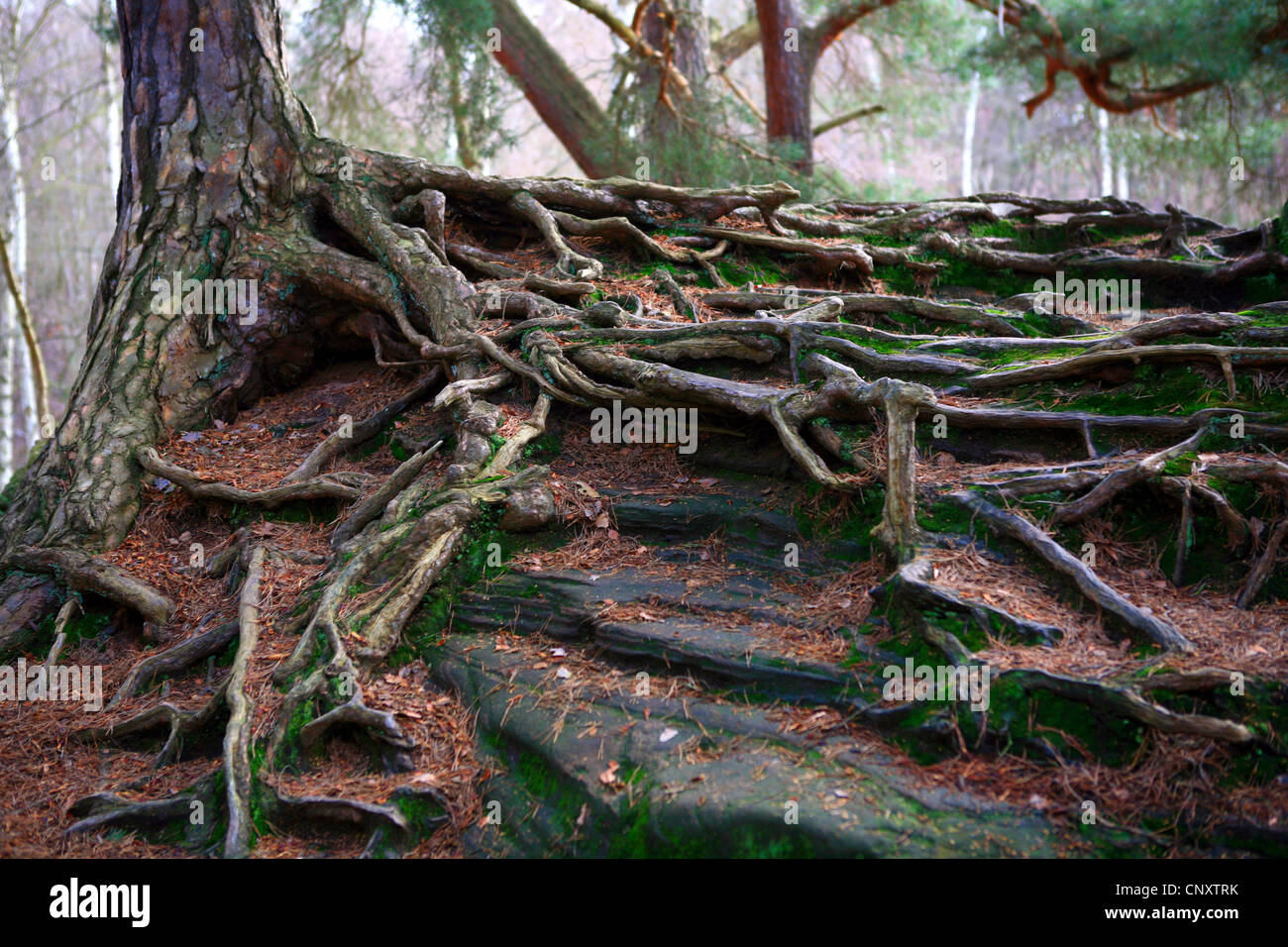 pine tree roots on red sandstone formation, Germany, North Rhine-Westphalia, Naturdenkmal Katzensteine, Mechernich Stock Photo