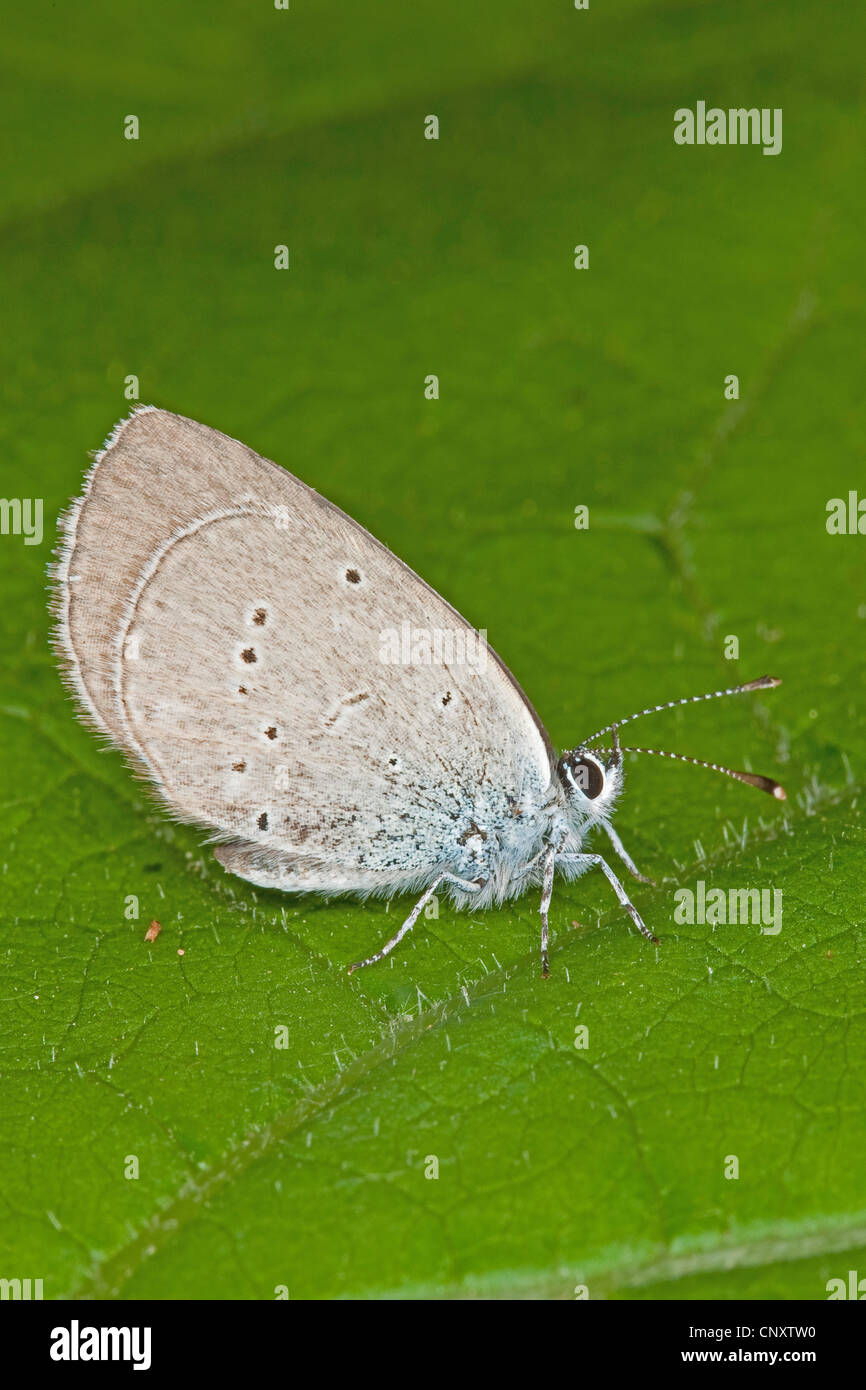 small blue (Cupido minimus), sitting on a leaf, Germany Stock Photo