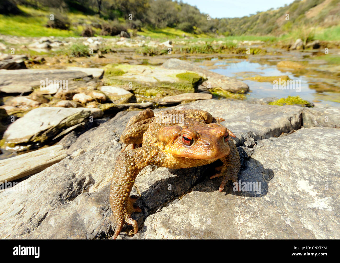 Toad On Rocks Common toad sitting on rock hi-res stock photography and images - Alamy