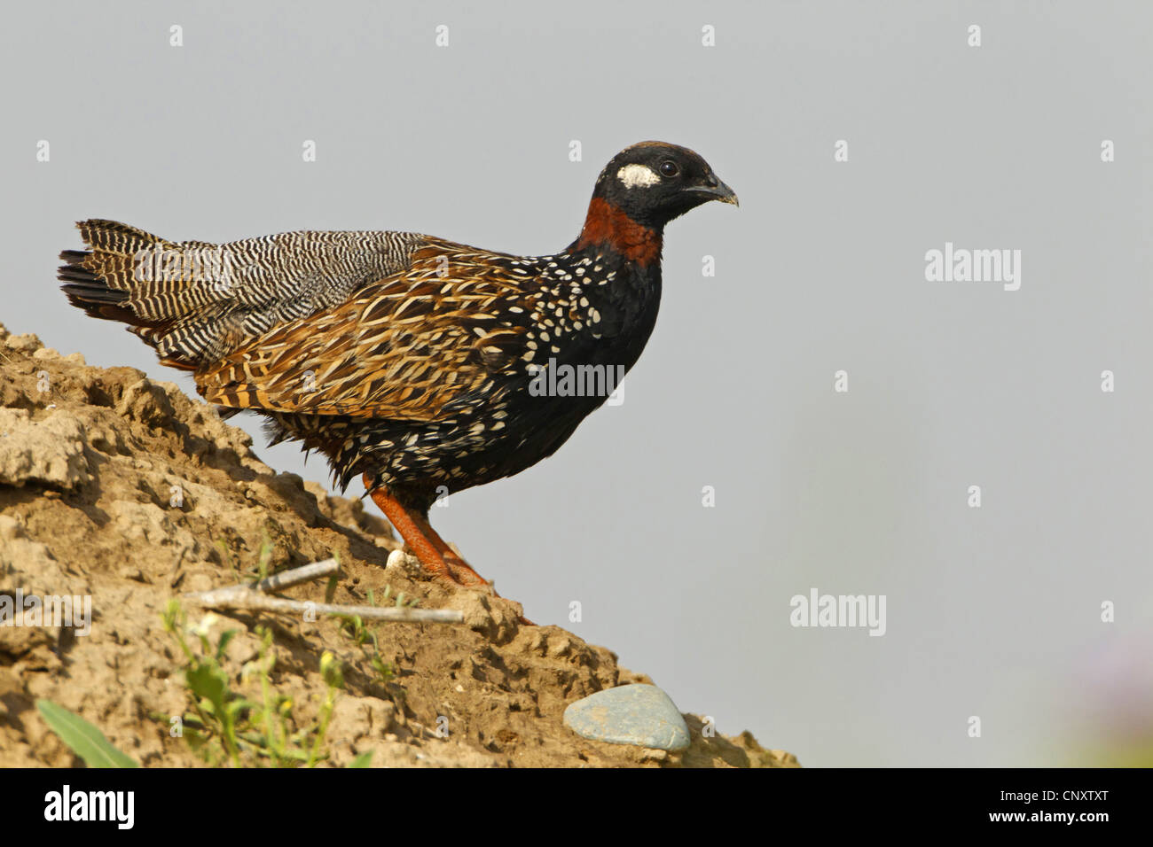 black partridge (Francolinus francolinus), sitting on the ground, Turkey, Sanliurfa, Birecik Gravel Pits, Birecik Stock Photo