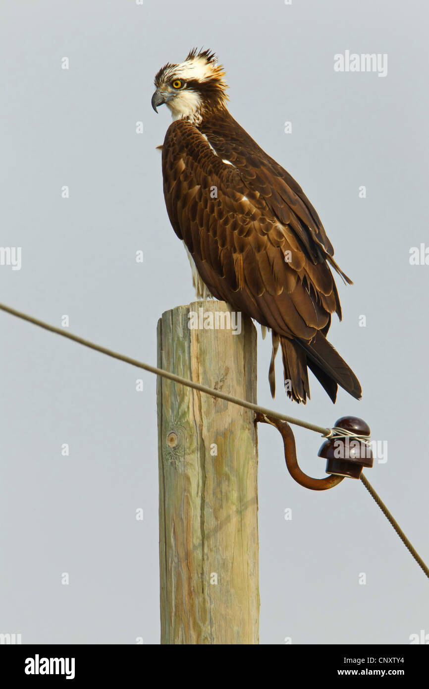 Turkey hawk hires stock photography and images Alamy