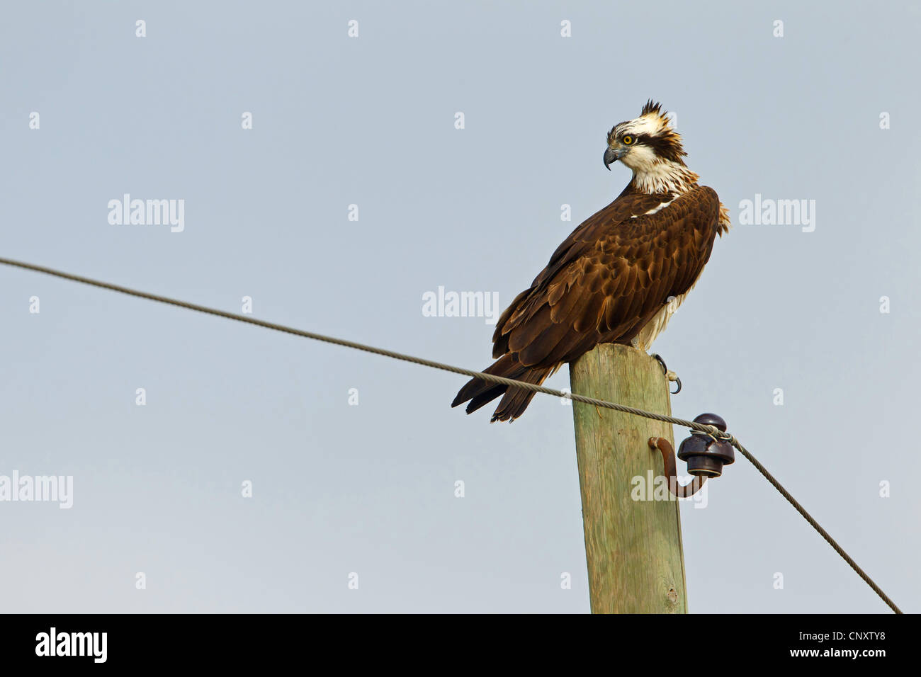 osprey, fish hawk (Pandion haliaetus), sitting on power pole, Turkey, Goeksu Delta, Silifke
