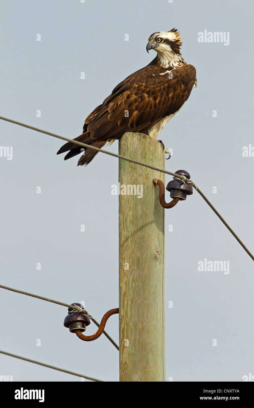 Turkey hawk hires stock photography and images Alamy