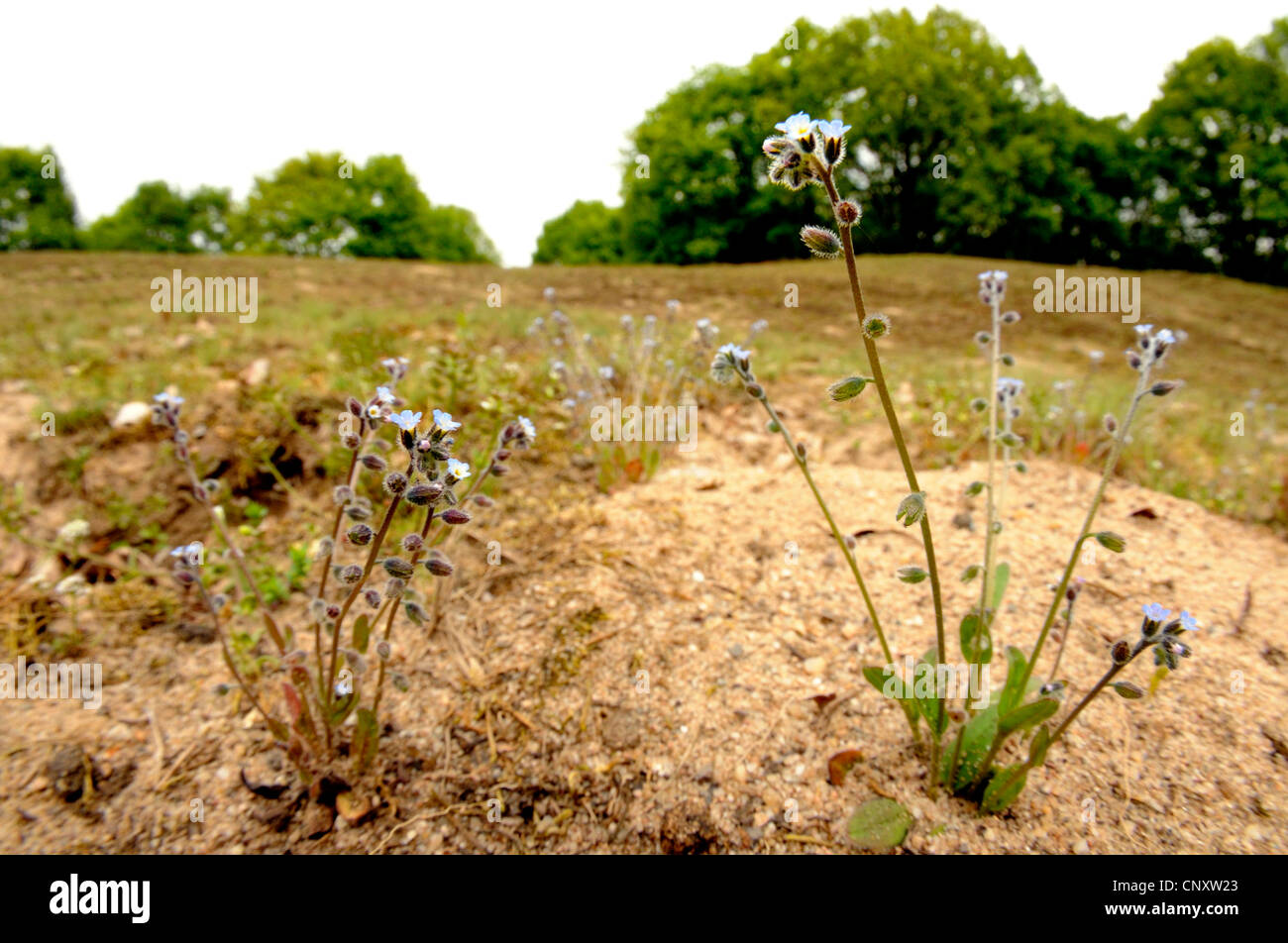 smallflowered (Myosotis stricta), blooming in a