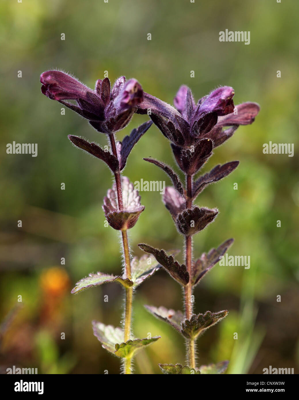 Alpine bartsia (Bartsia alpina), inflorescence, Iceland, Myvatn Stock Photo