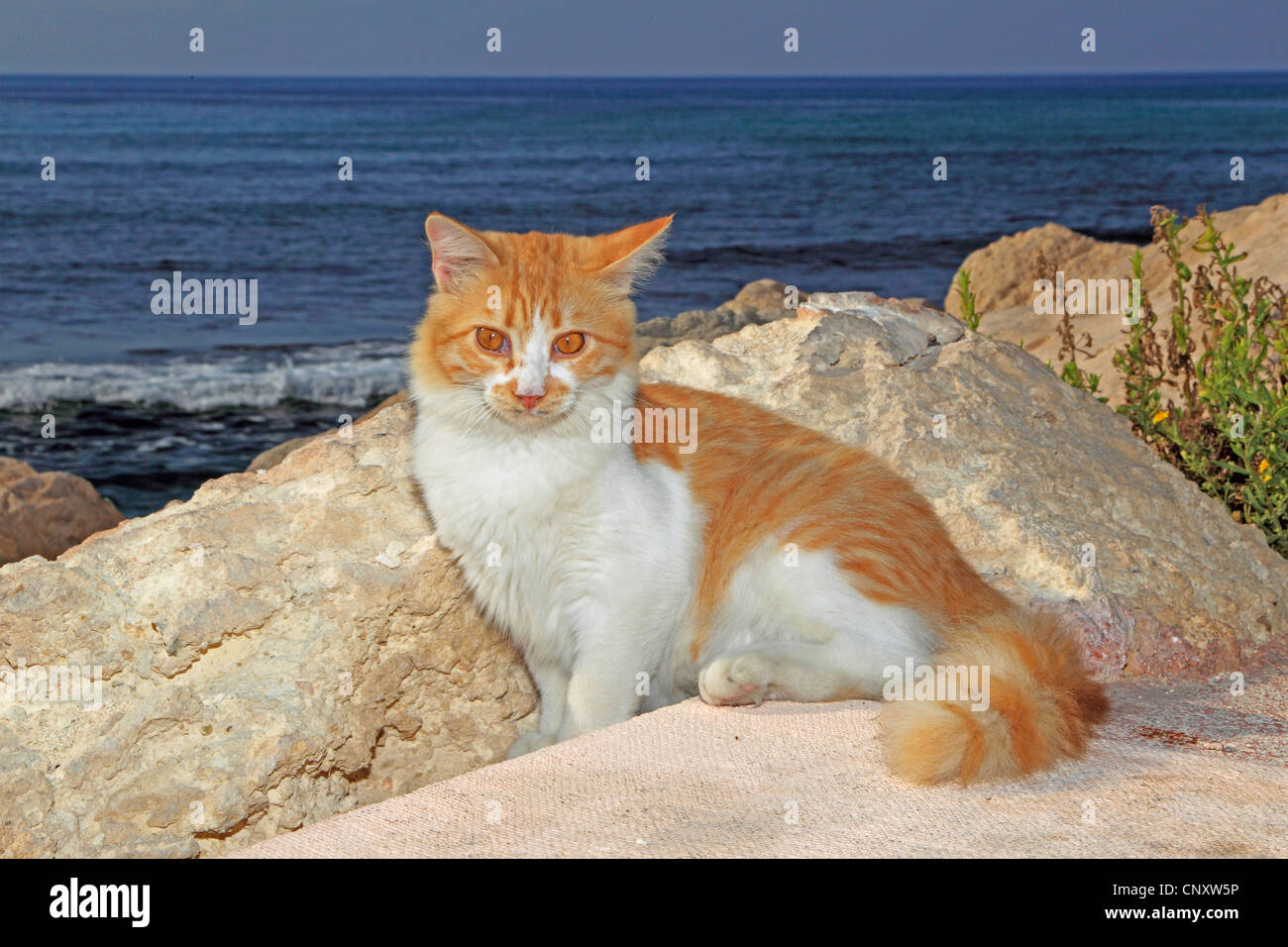 domestic cat, house cat (Felis silvestris f. catus), lying a the sea Stock Photo