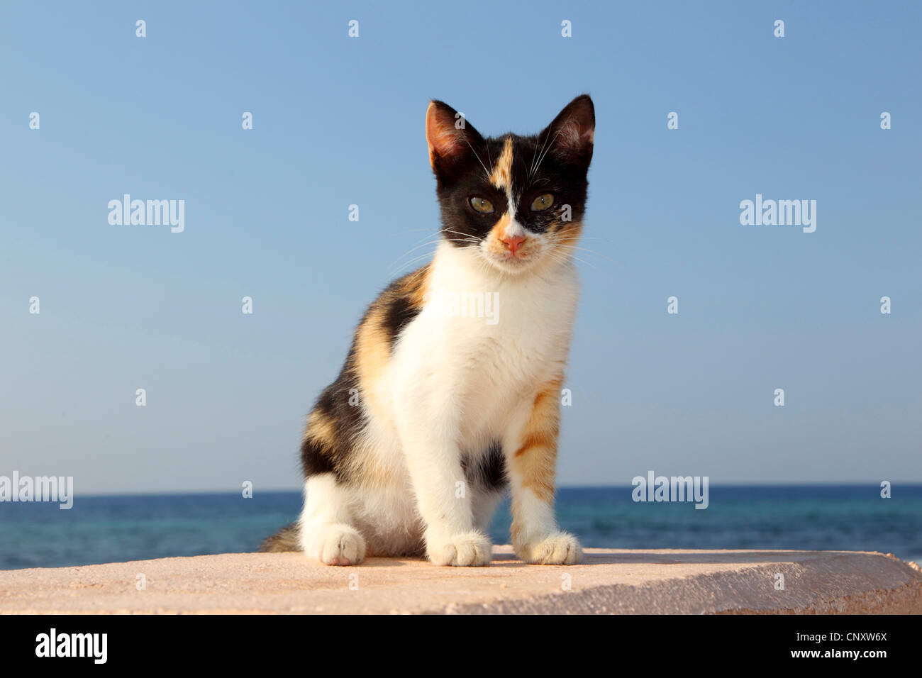 domestic cat, house cat (Felis silvestris f. catus), kitten sitting on a wall at the sea Stock Photo