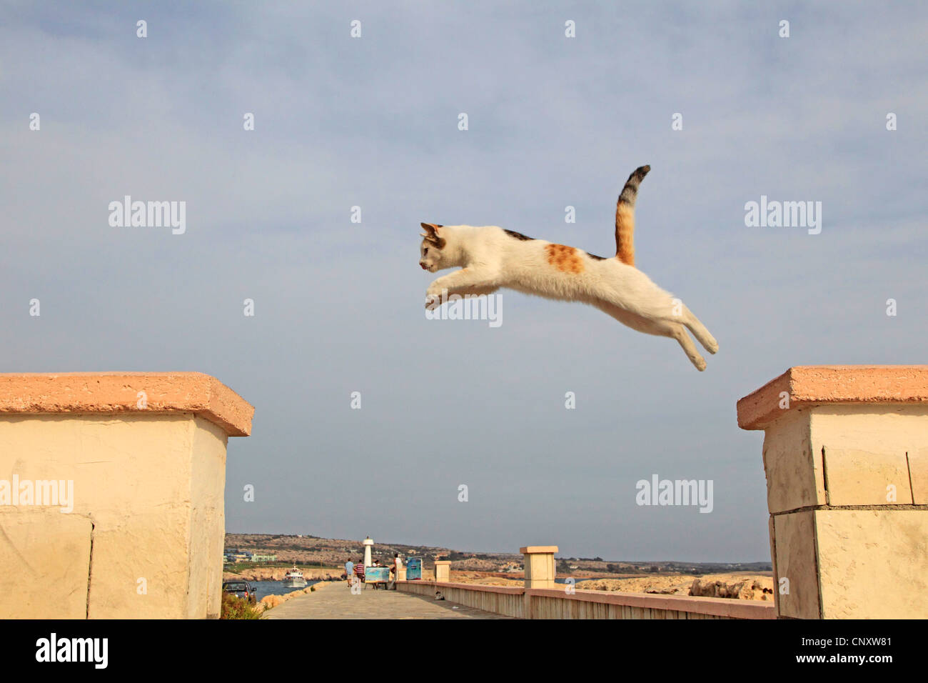 domestic cat, house cat (Felis silvestris f. catus), jumping at port of Agia Napa, Cyprus Stock Photo
