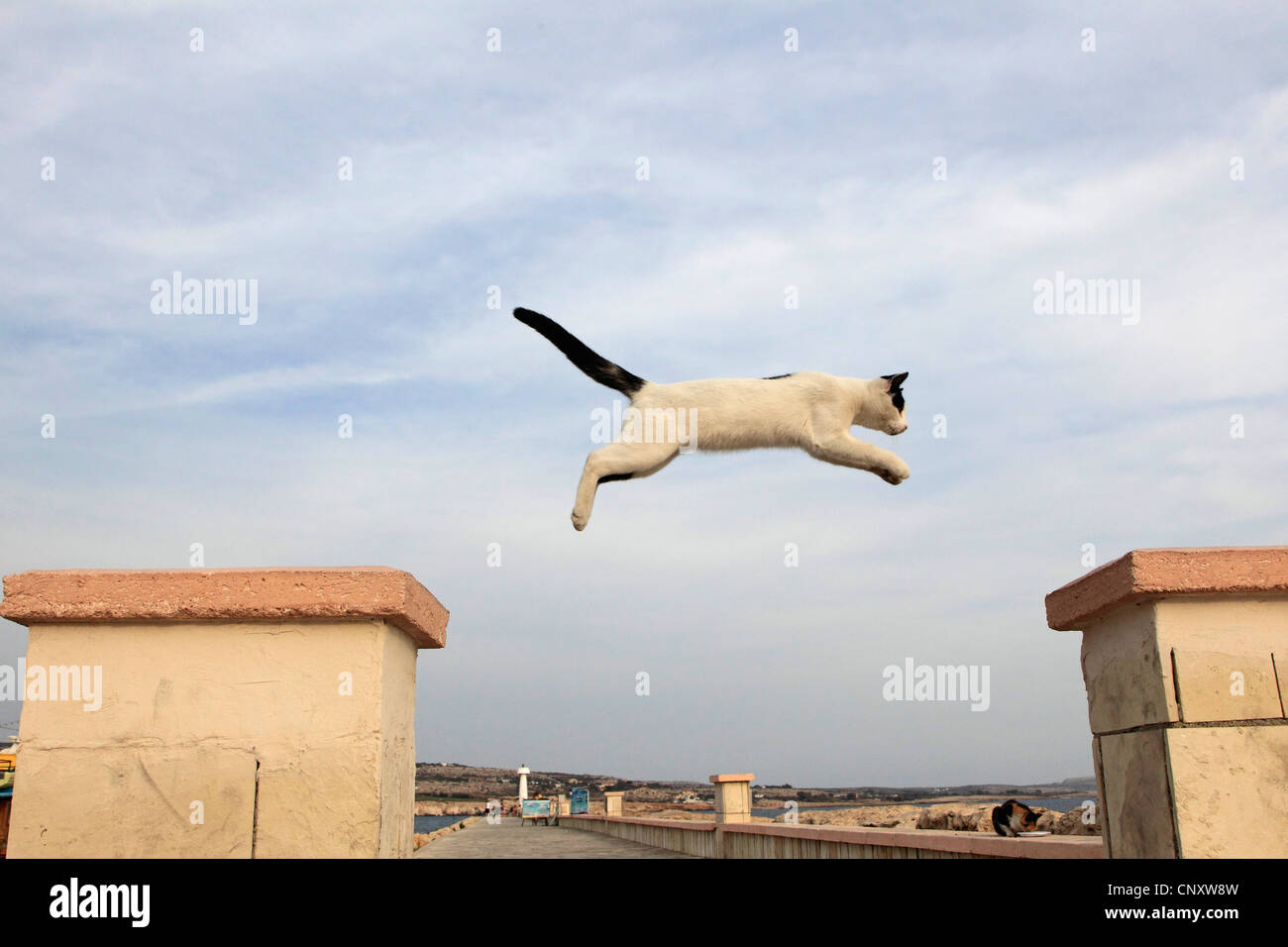 domestic cat, house cat (Felis silvestris f. catus), jumping in harbour of Agia Napa , Cyprus Stock Photo