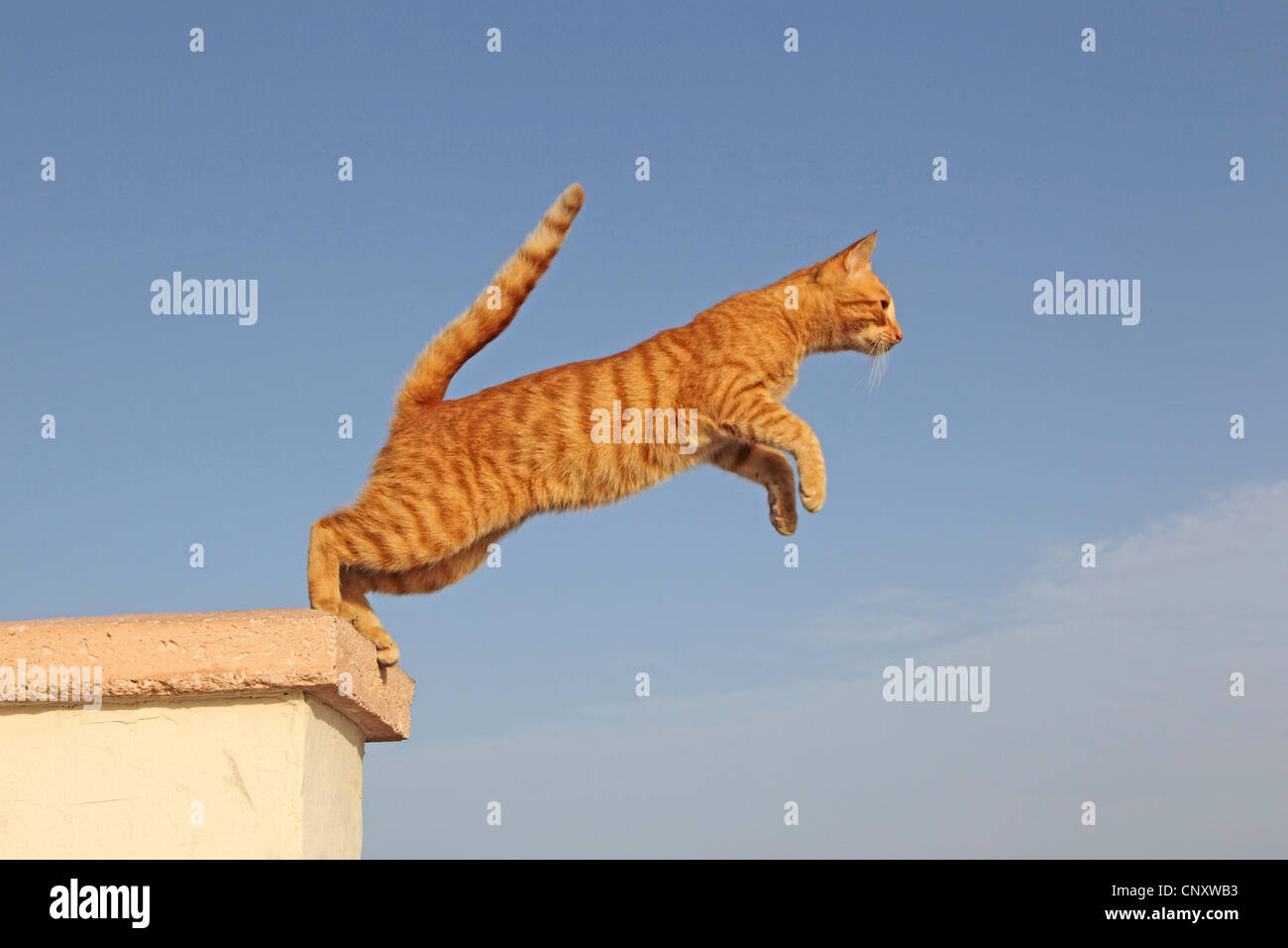 domestic cat, house cat (Felis silvestris f. catus), jumping Stock Photo
