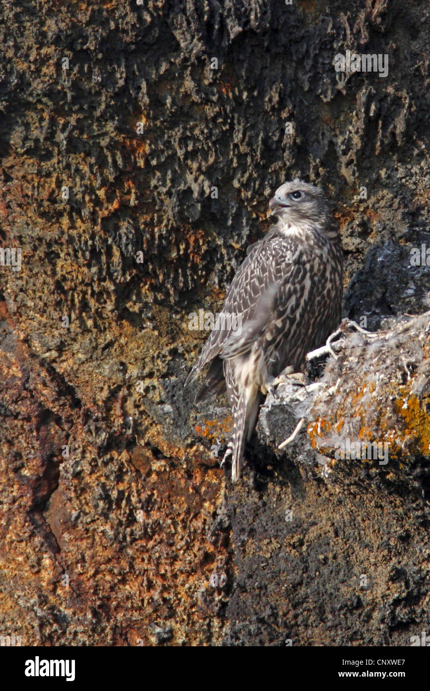 gyr falcon (Falco rusticolus), juvenile at the eyrie in a rock wall, Iceland, Myvatn Stock Photo