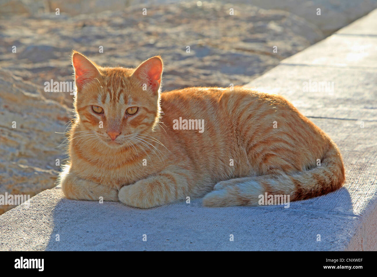 domestic cat, house cat (Felis silvestris f. catus), lying on a wall Stock Photo