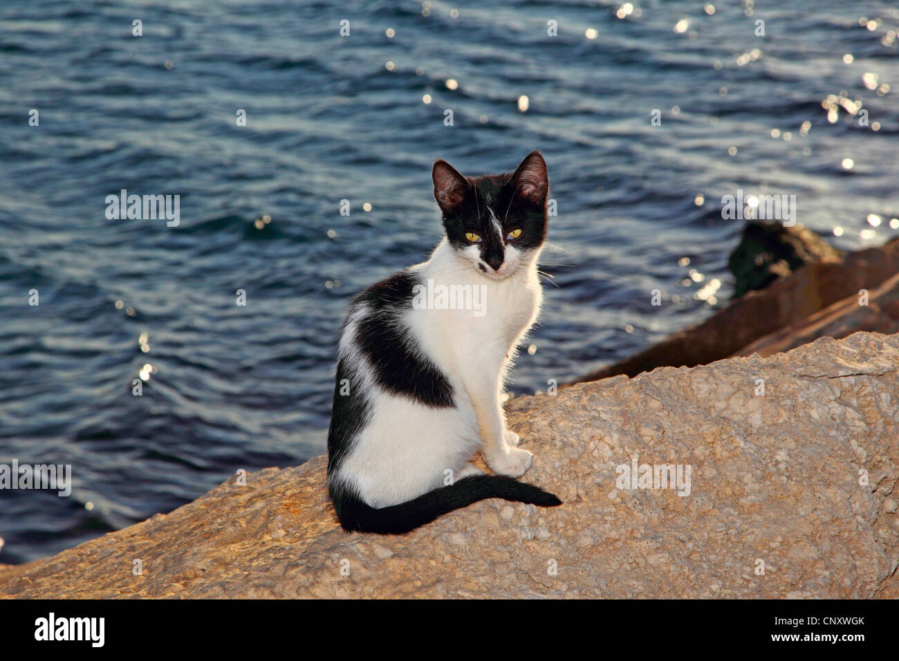 domestic cat, house cat (Felis silvestris f. catus), sitting at the sea Stock Photo