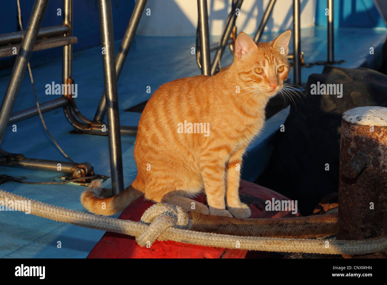 domestic cat, house cat (Felis silvestris f. catus), sitting in evening light on a fisching boat, Cyprus, Agia Napa Stock Photo
