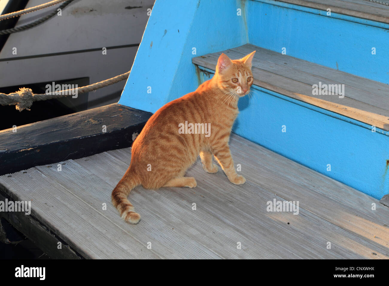 domestic cat, house cat (Felis silvestris f. catus), sitting in evening light on a fisching boat, Cyprus, Agia Napa Stock Photo