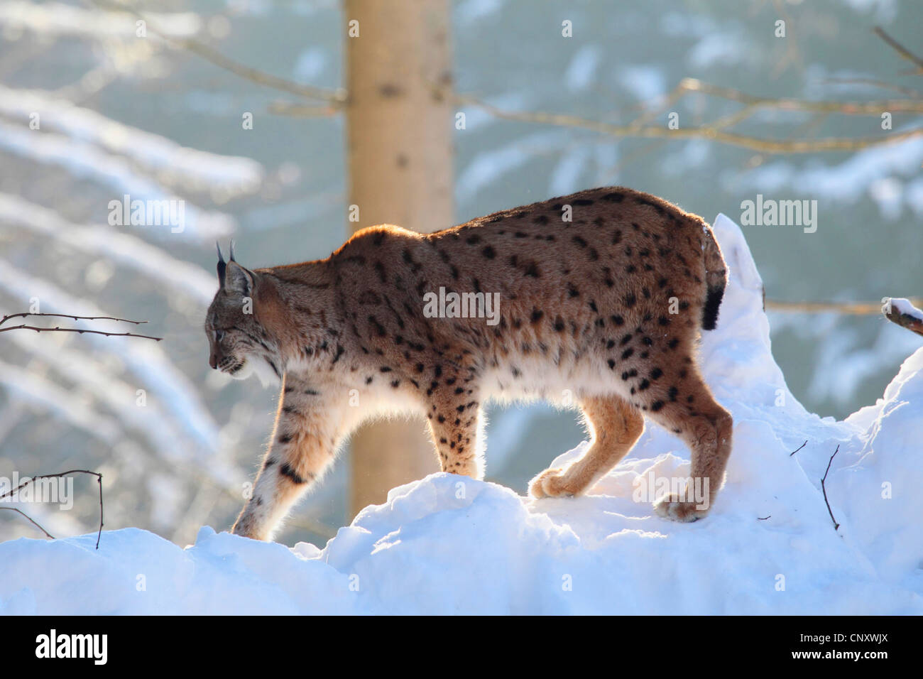 Eurasian lynx (Lynx lynx), Lynx in the snow , Germany, Bavarian Forest National Park Stock Photo