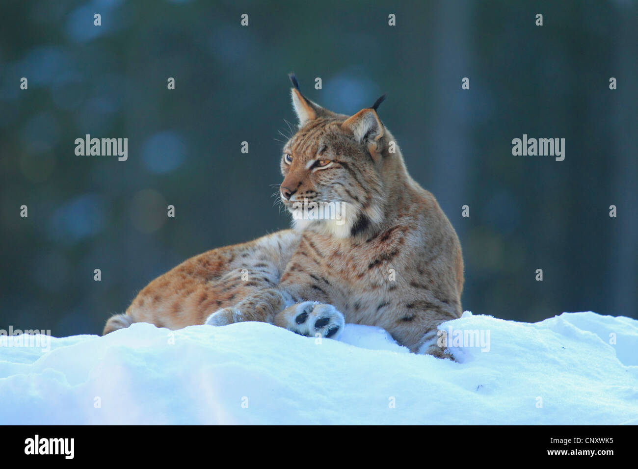 Eurasian lynx (Lynx lynx), Lynx lying in the snow , Germany, Bavarian Forest National Park Stock Photo