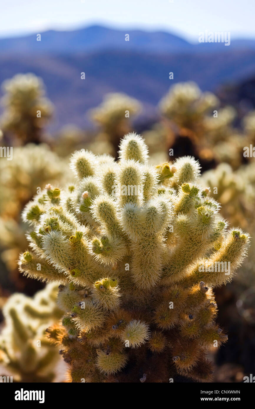 Teddybear cholla, Jumping Cholla, Silver cholla (Opuntia bigelovii, Cylindropuntia bigelovii