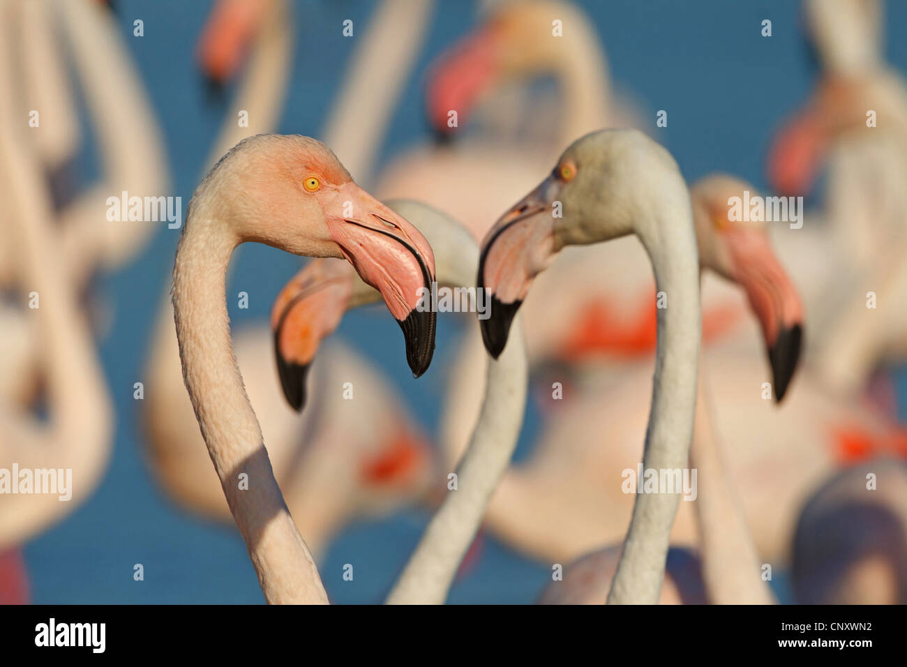 greater flamingo (Phoenicopterus roseus, Phoenicopterus ruber roseus), portrait of a bird in a colony, France, Provence, Camargue Stock Photo