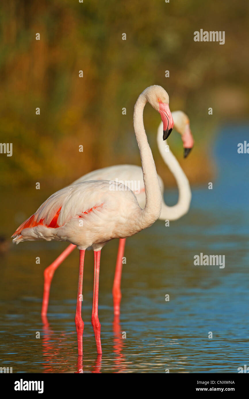 greater flamingo (Phoenicopterus roseus, Phoenicopterus ruber roseus), two birds standing side by side in shallow water, France, Provence, Camargue Stock Photo
