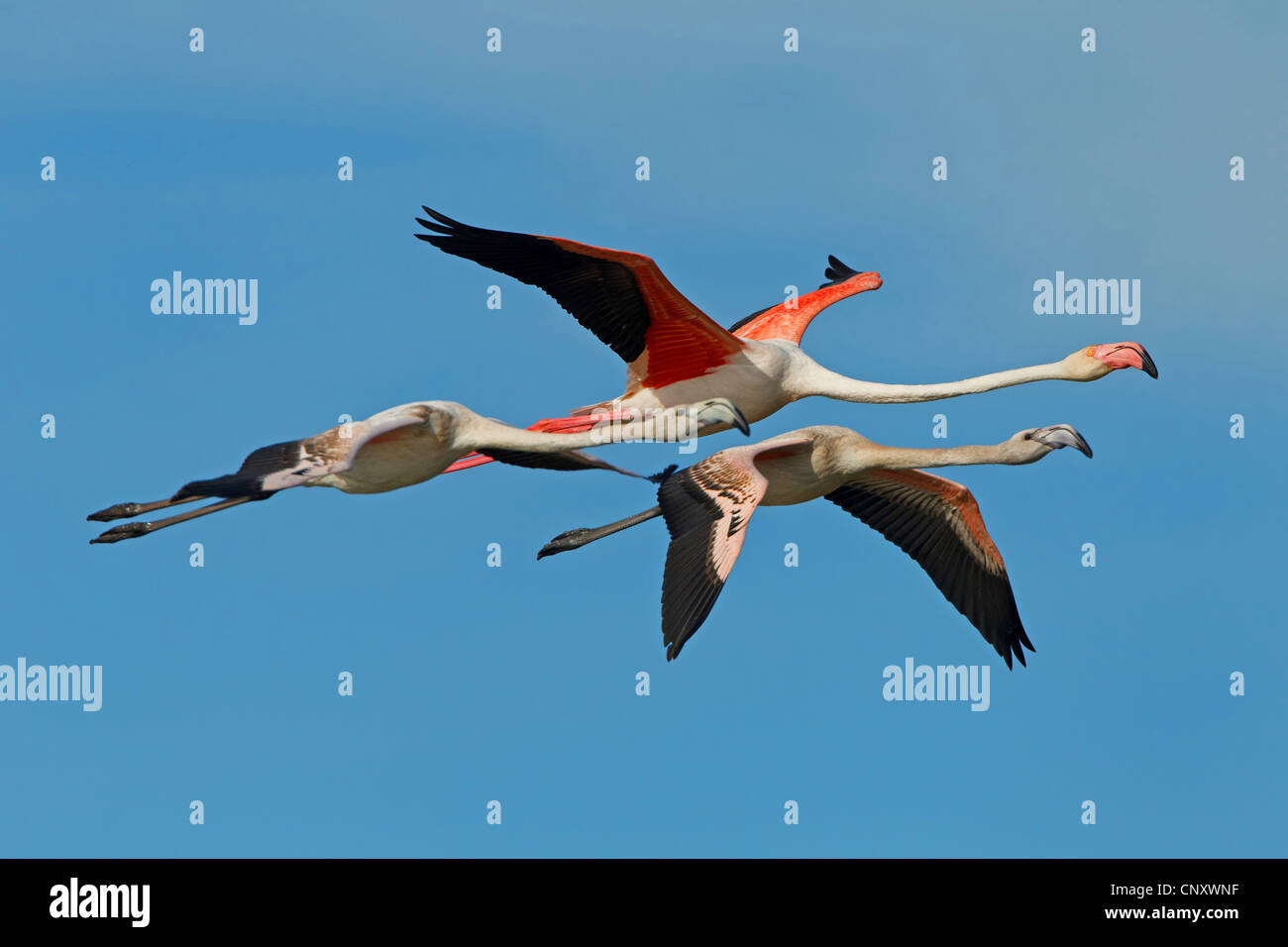 greater flamingo (Phoenicopterus roseus, Phoenicopterus ruber roseus), three flying birds, France, Provence, Camargue Stock Photo