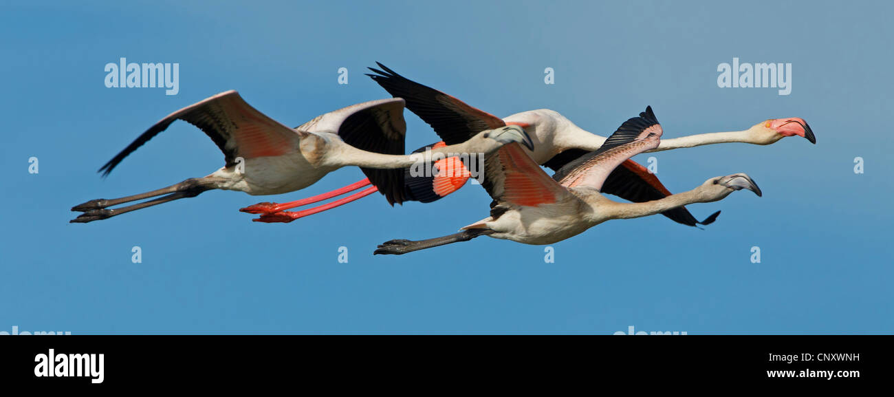 greater flamingo (Phoenicopterus roseus, Phoenicopterus ruber roseus), three flying birds, France, Provence, Camargue Stock Photo