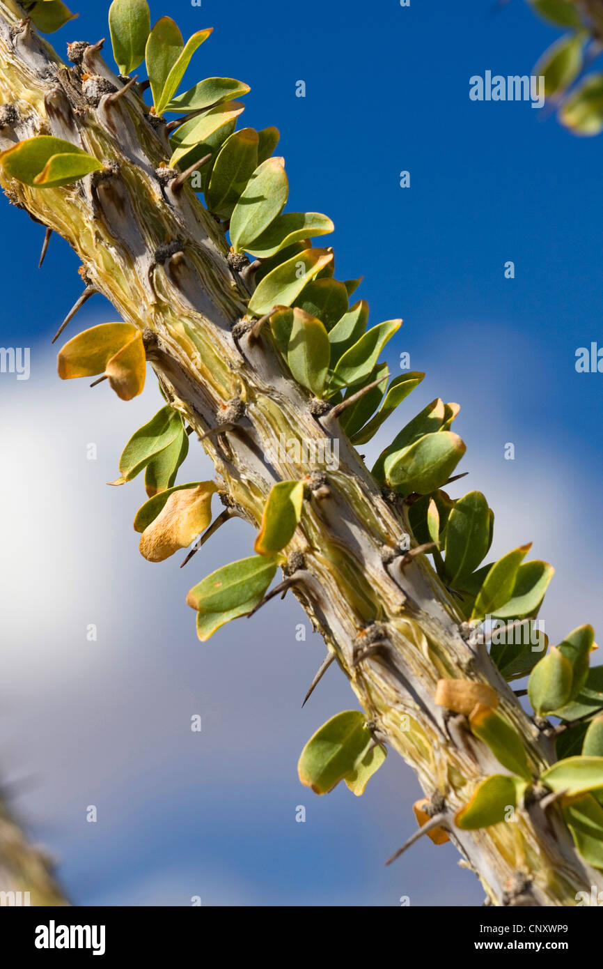 Macroshot of sprout hires stock photography and images Alamy