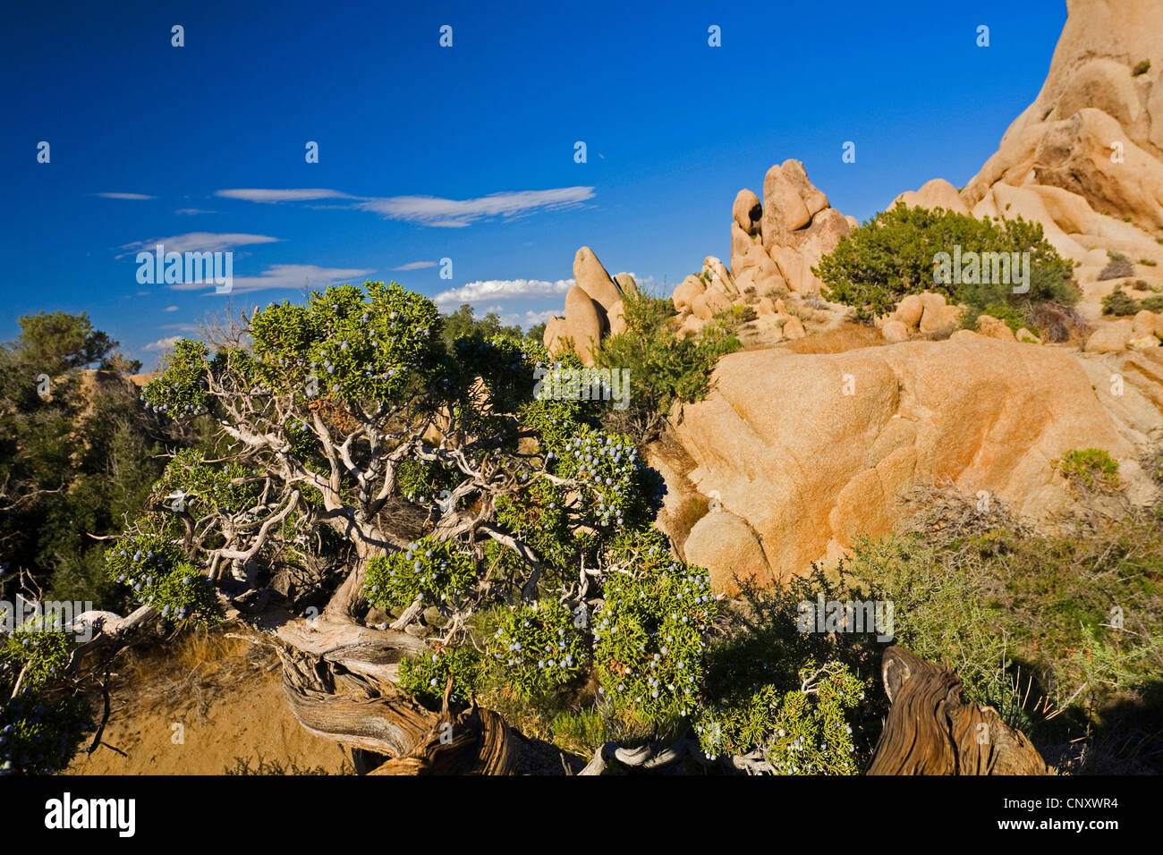 Tree junipers juniperus natural hires stock photography and images Alamy
