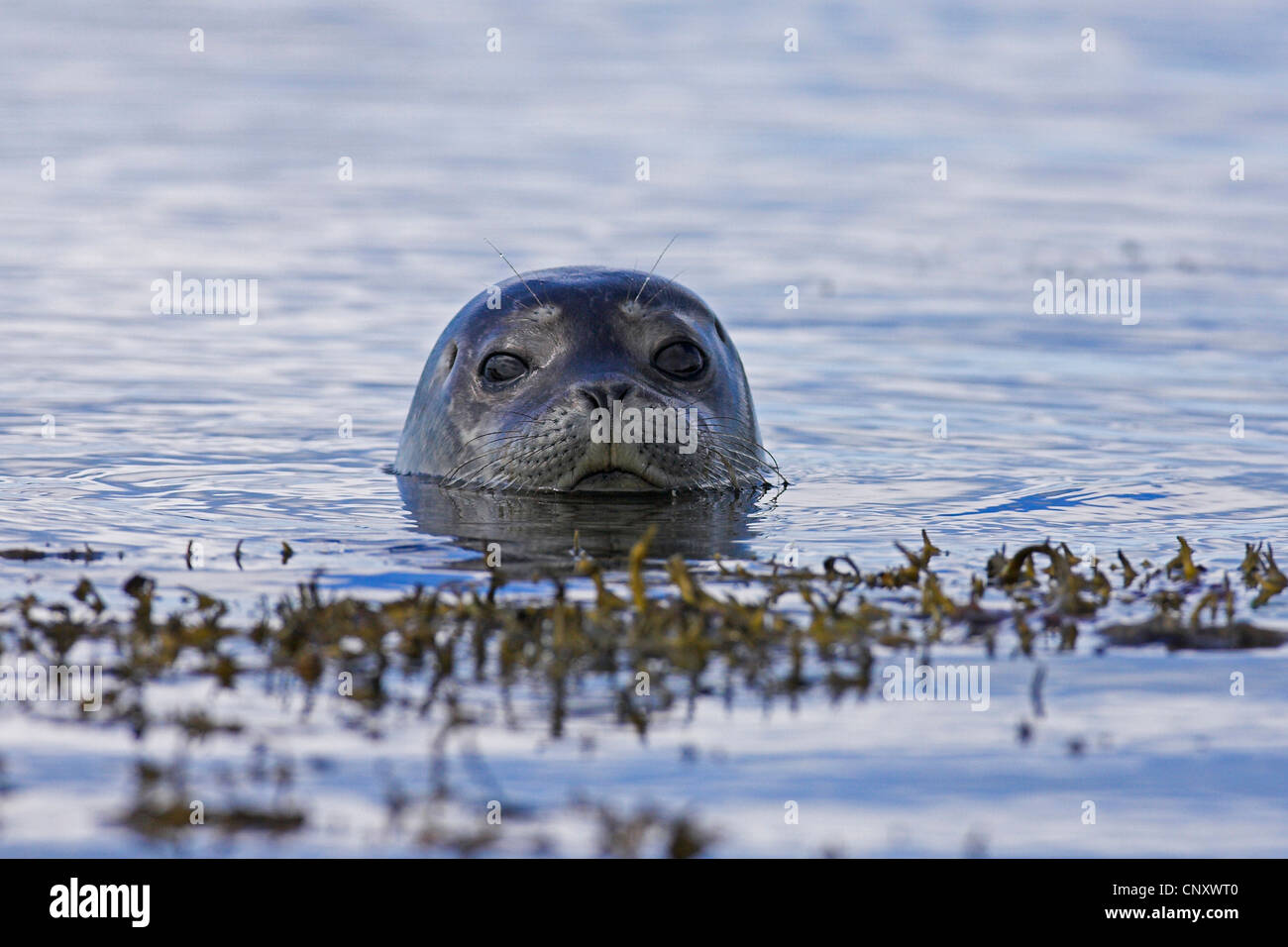 gray seal (Halichoerus grypus), looking out of the water, Iceland, Snaefellsnes Stock Photo