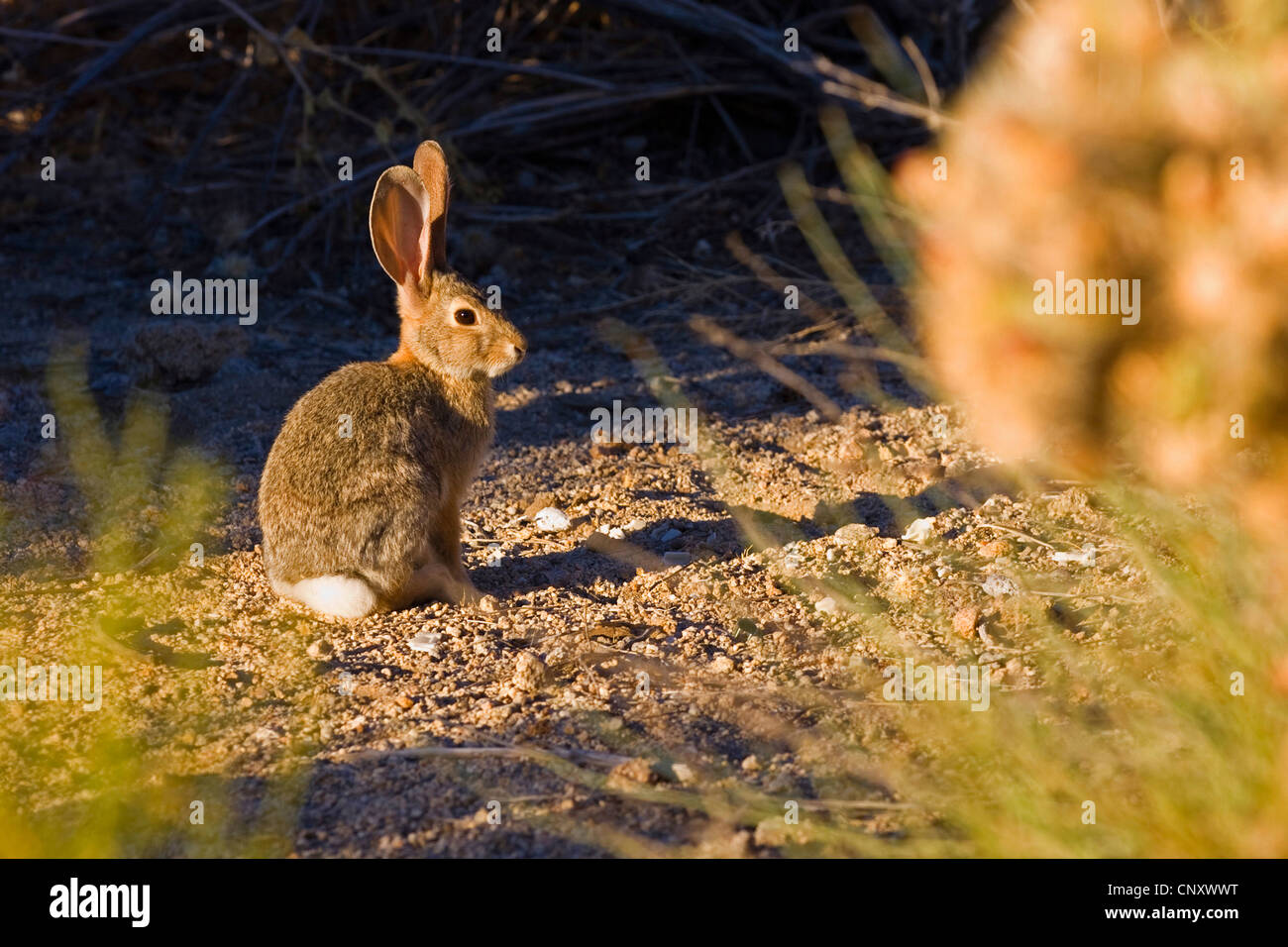 Desert Rabbit, Desert Cottontail Rabbit (Sylvilagus audubonii), in