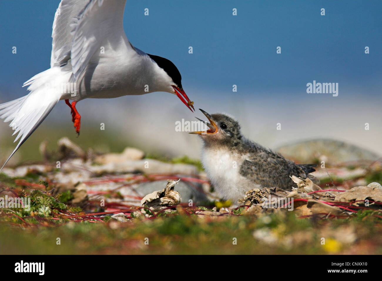 arctic tern (Sterna paradisaea), feeding, Iceland, Latrabjarg Stock Photo
