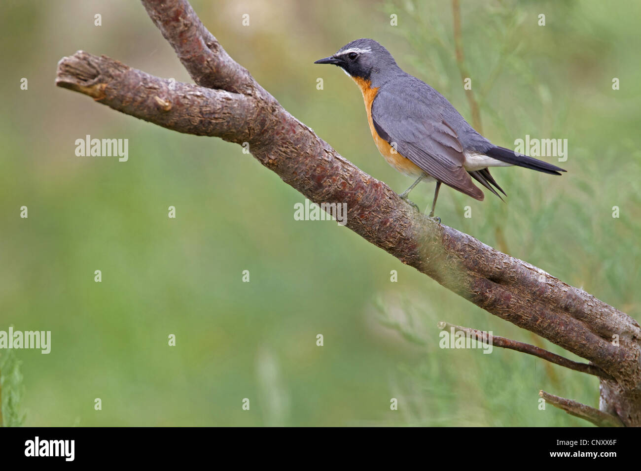 White-throated robin (Irania gutturalis, Irania gutteralis), sitting on a branch, Turkey, Goeksu Delta, Silifke Stock Photo