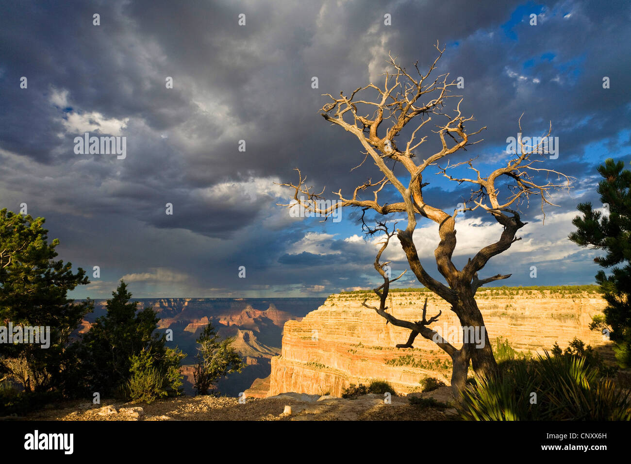 dead tree at southern edge of Grand Canyon and thunderclouds, view from Mohave Point to Hopi Point, USA, Arizona, Grand Canyon National Park Stock Photo