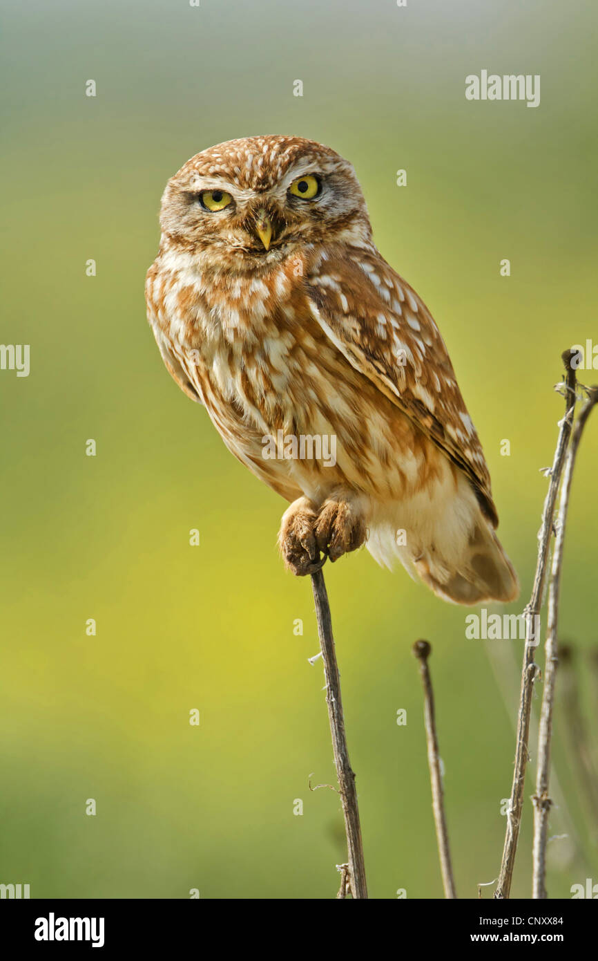 little owl (Athene noctua), sitting on a sprout, Turkey, Sanliurfa, Birecik Gravel Pits, Birecik Stock Photo