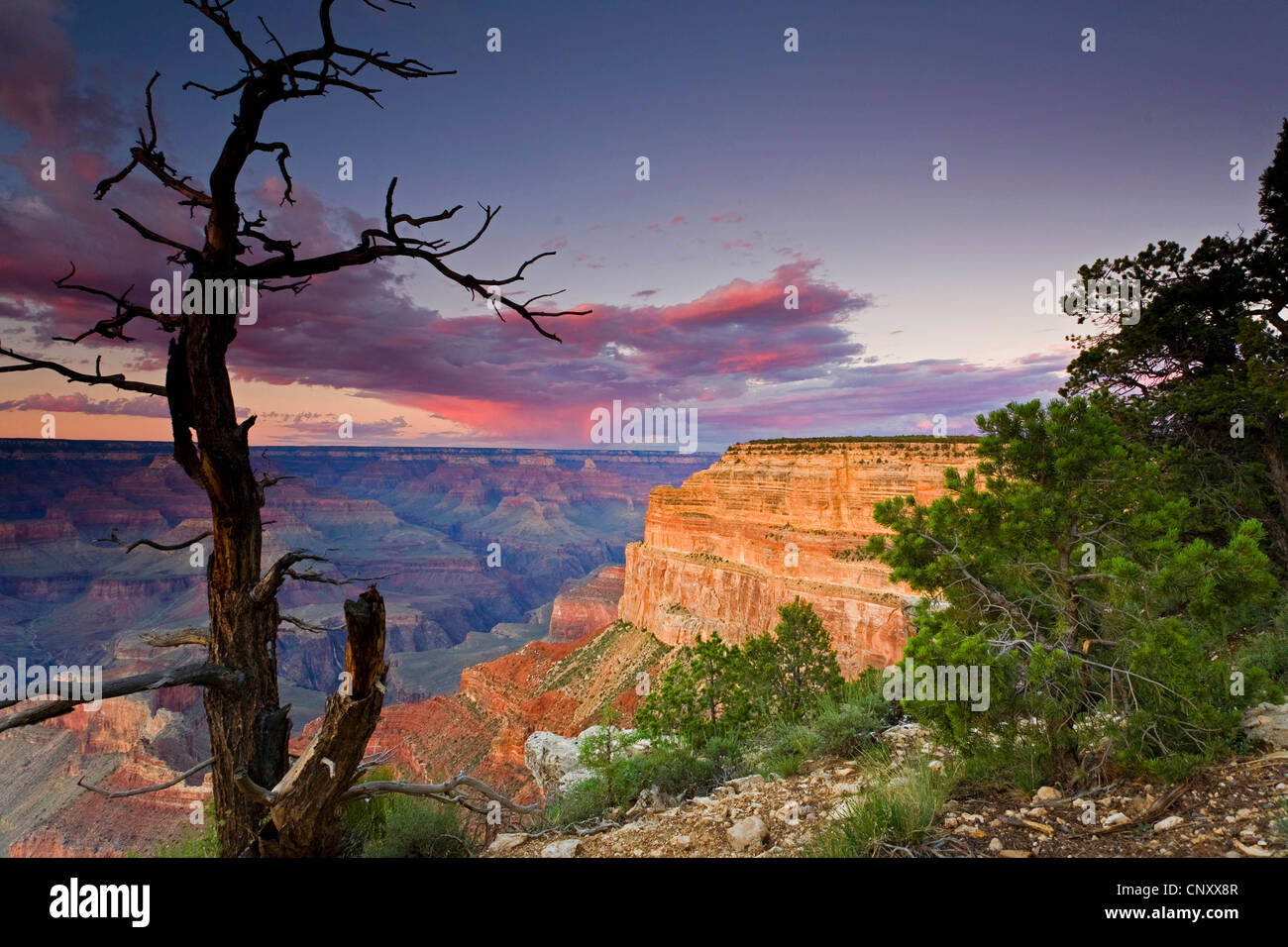 dead tree at the southern edge of the Grand Canyon in evening light, view from Mohave Point to Hopi Point, USA, Arizona, Grand Canyon National Park Stock Photo