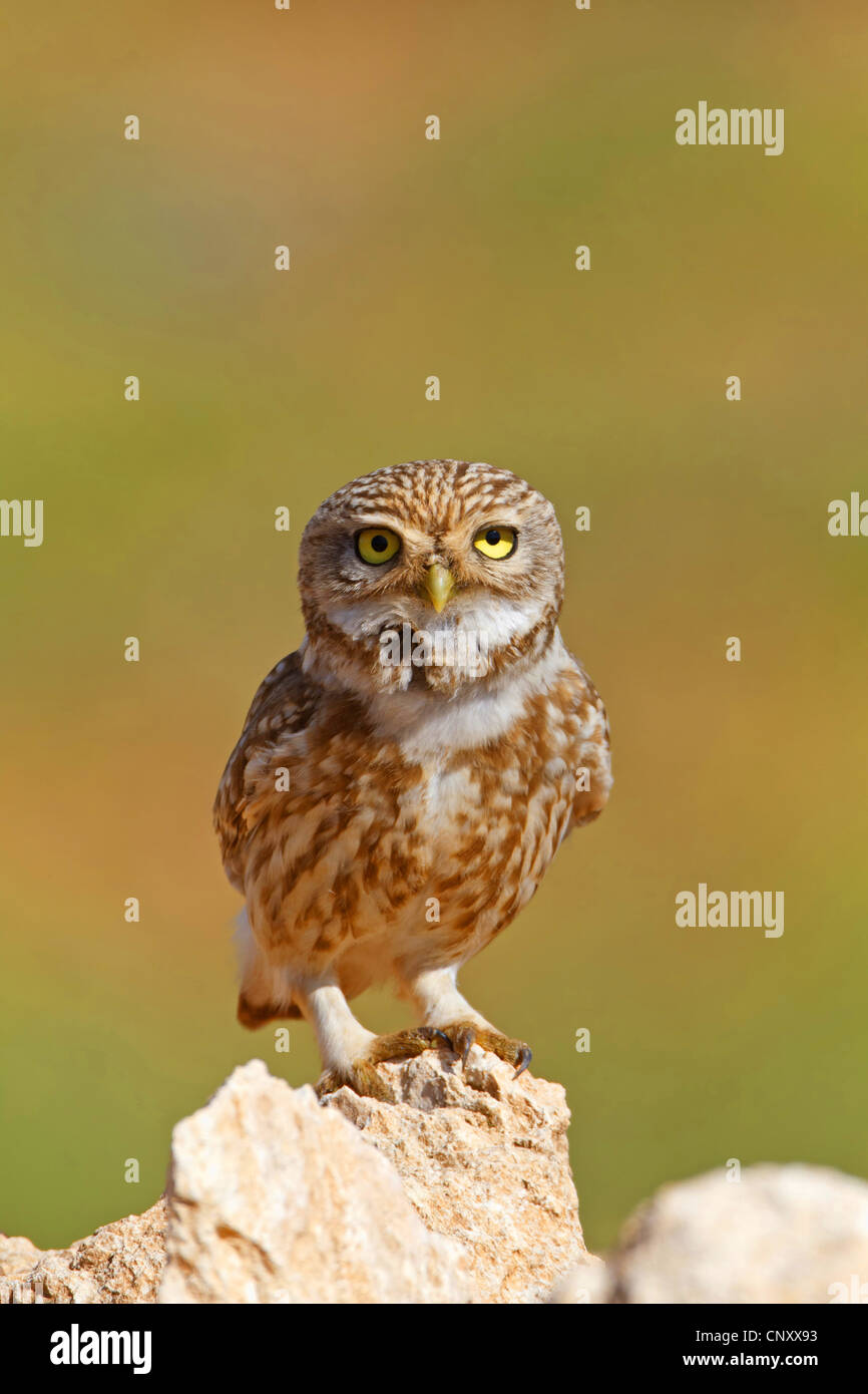 little owl (Athene noctua), sitting on stony ground, Turkey, Sanliurfa Stock Photo