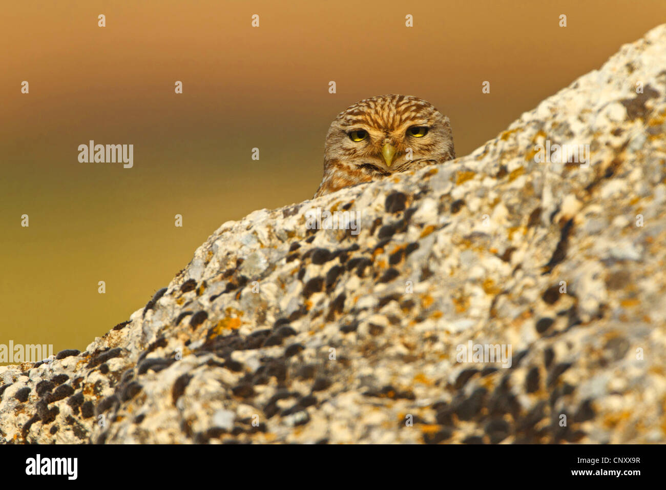 little owl (Athene noctua), peering from behind a rock, Turkey, Sanliurfa Stock Photo