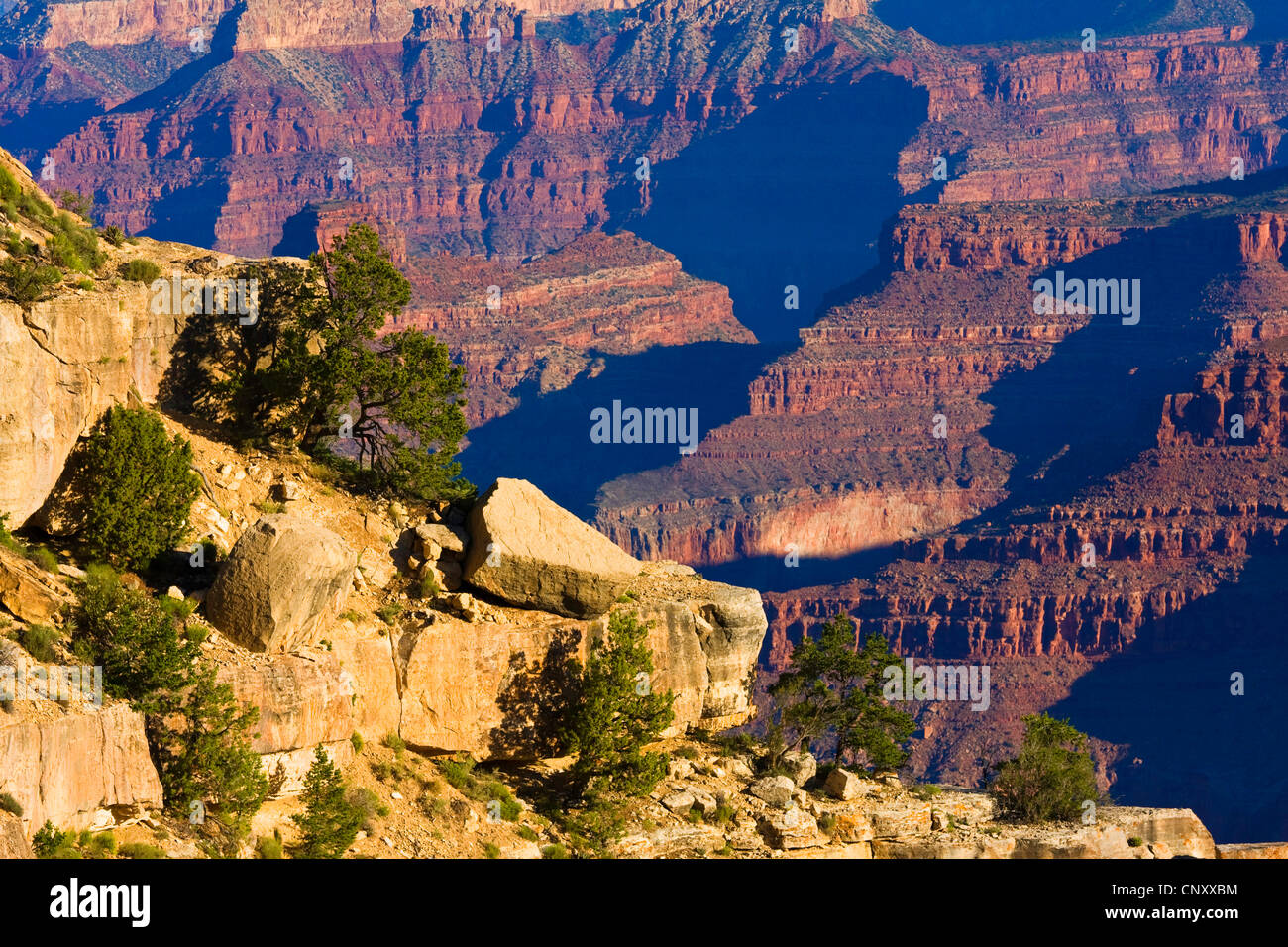 Pinyon Pine (Pinus edulis), at the edge of the Grand Canyon, USA, Arizona, Grand Canyon National Park Stock Photo
