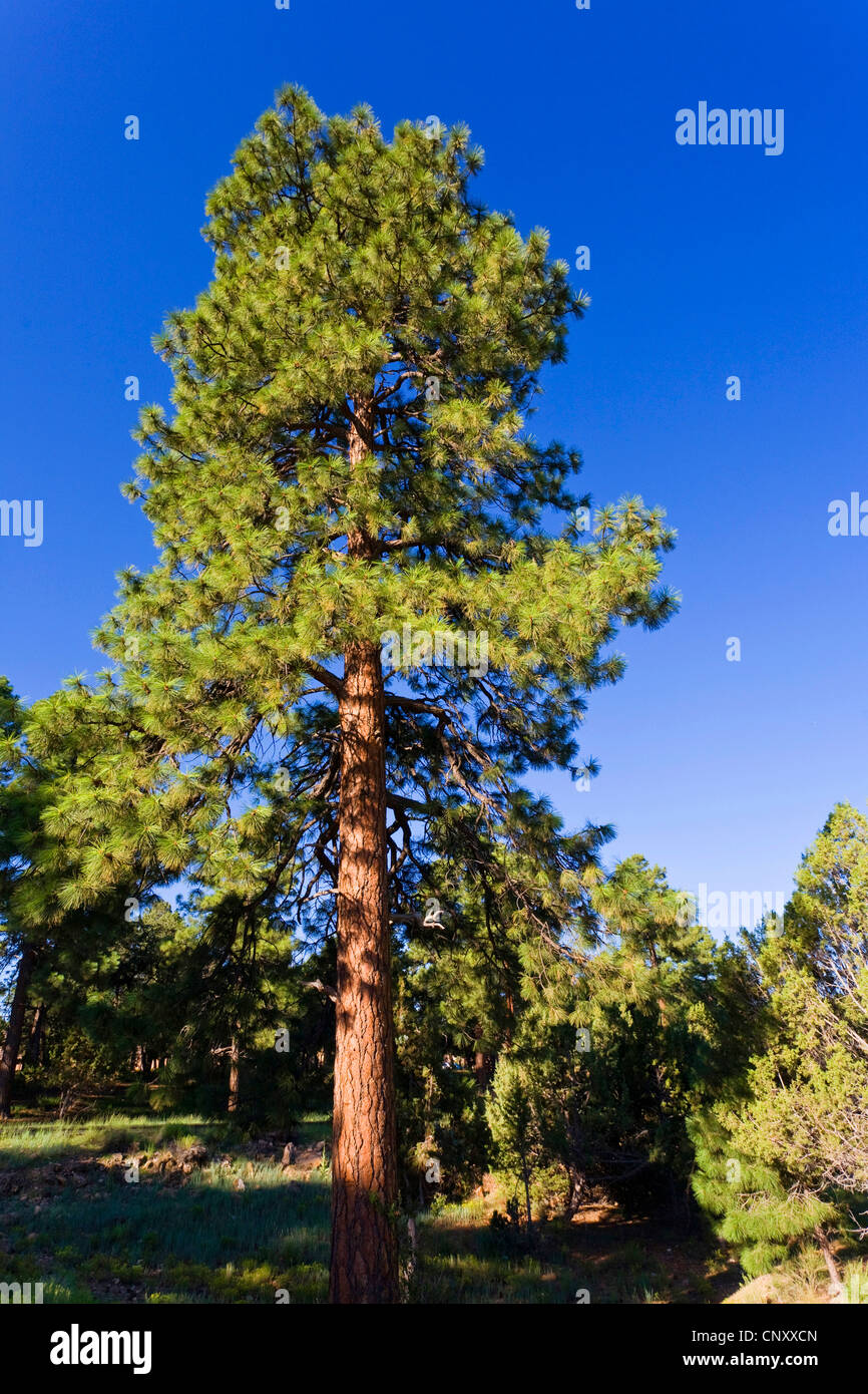 Blackjack plant hires stock photography and images Alamy